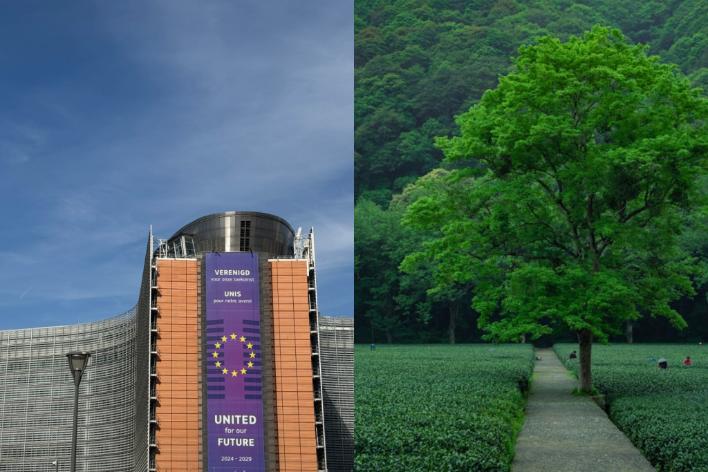 The European Commission's building on one side and a tree on the other